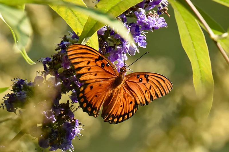 buddleja-davidii-opt buddleja-davidii-opt