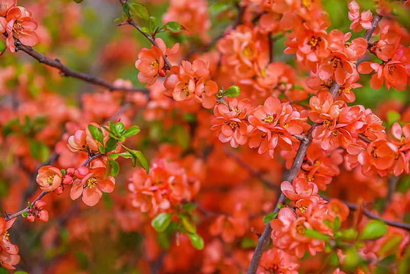 chaenomeles-japonica-opt chaenomeles-japonica-opt
