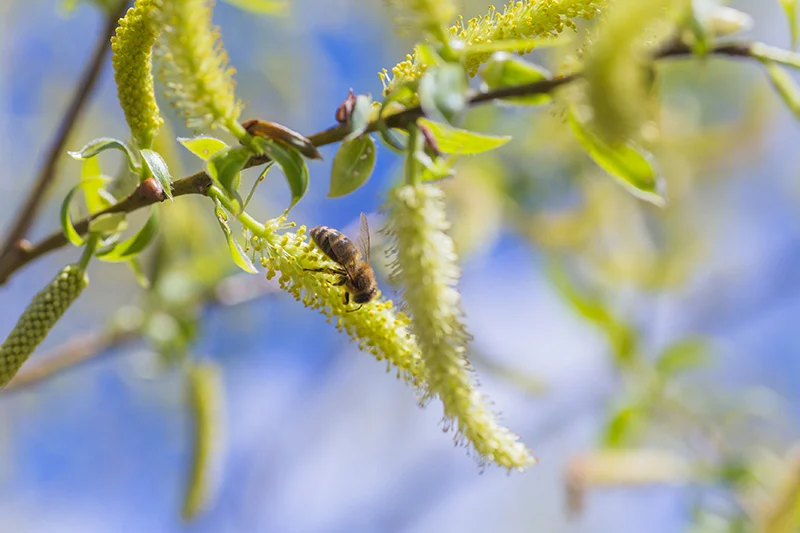 salix-alba-opt salix-alba-opt