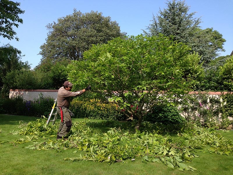 treepruning_5 (1) treepruning_5 (1)